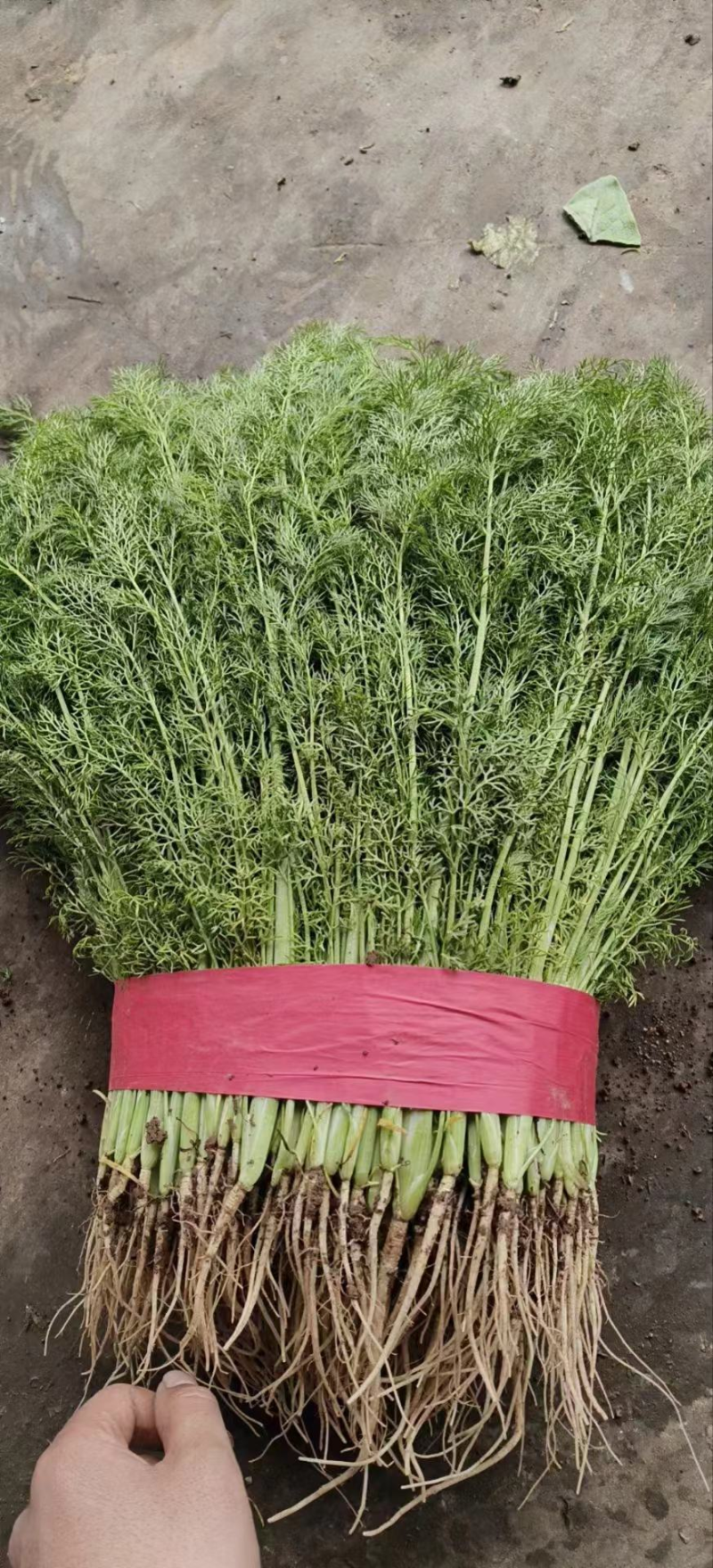 精品茴香优质茴香产地直发按需包装对接商超市场等