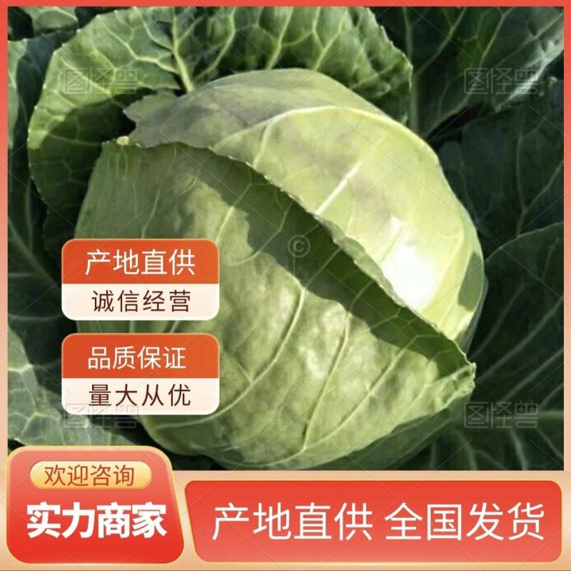 精品甘蓝江苏产地直供大量上市品质好价格低欢迎来电