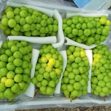 【牛商推荐】阳光玫瑰葡萄大量出库，品质保障，口感香甜