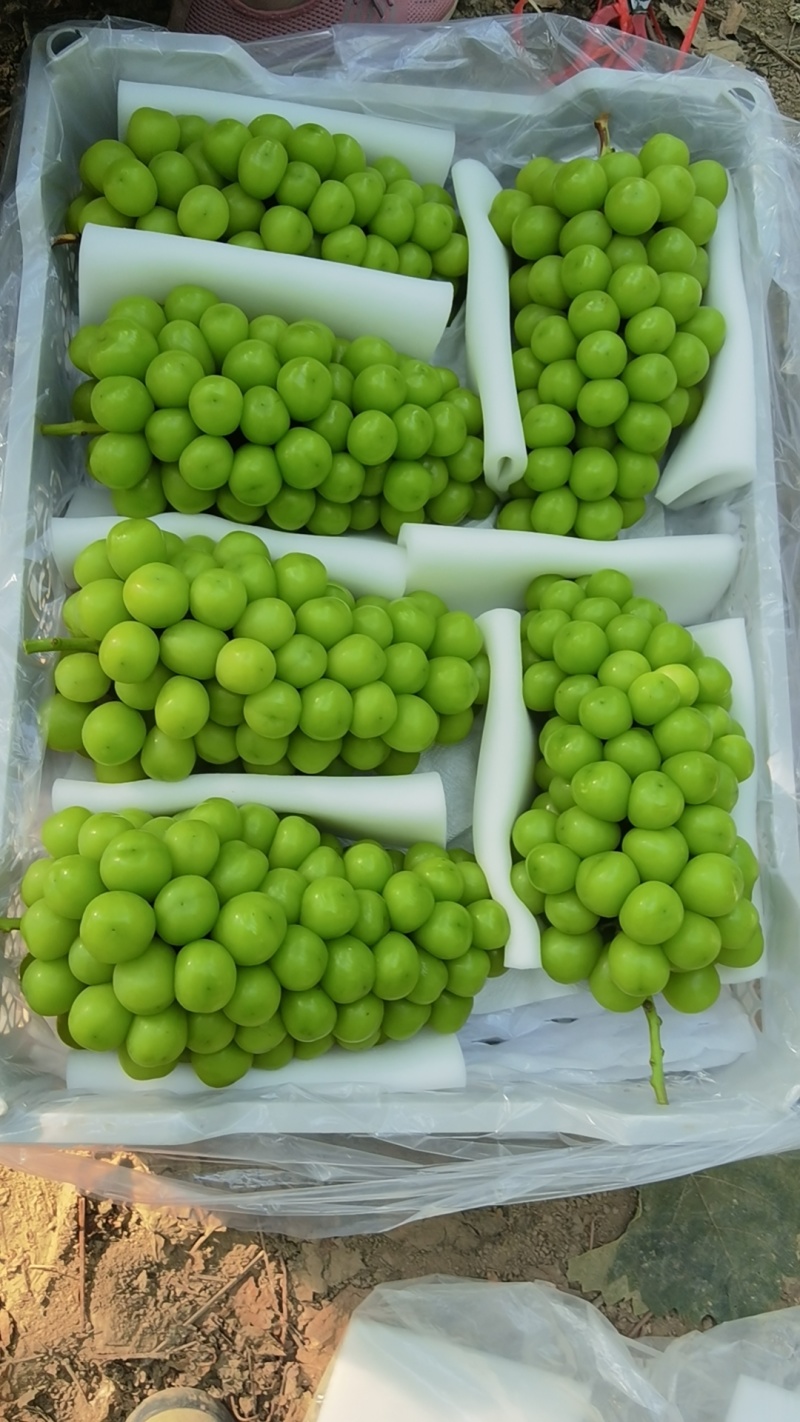 【牛商推荐】阳光玫瑰葡萄大量出库，品质保障，口感香甜