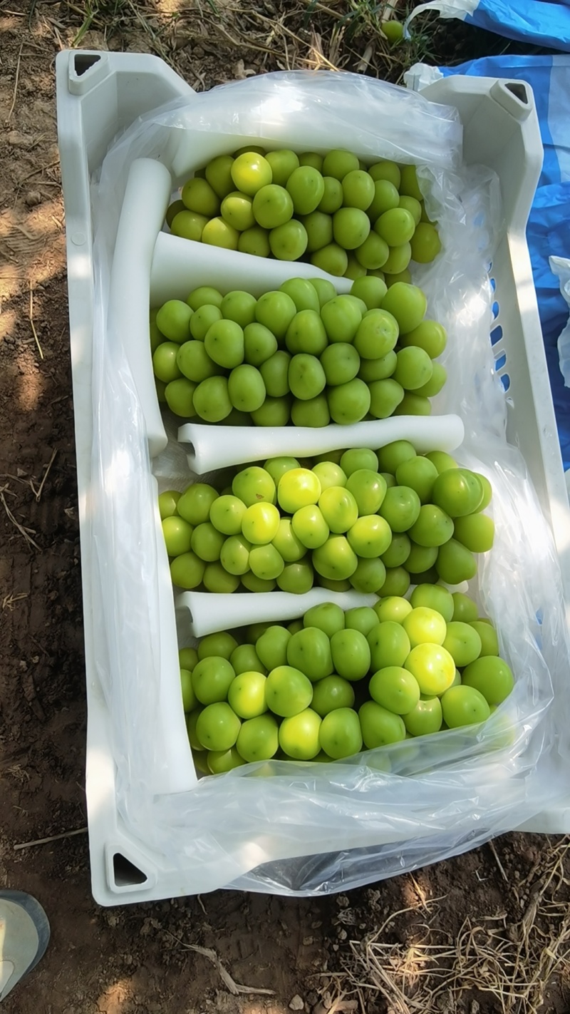 【牛商推荐】阳光玫瑰葡萄大量出库，品质保障，口感香甜