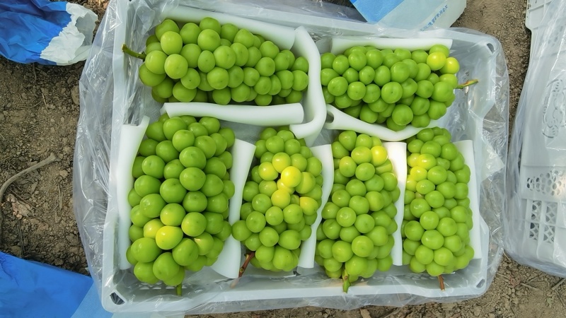 【牛商推荐】阳光玫瑰葡萄大量出库，品质保障，口感香甜