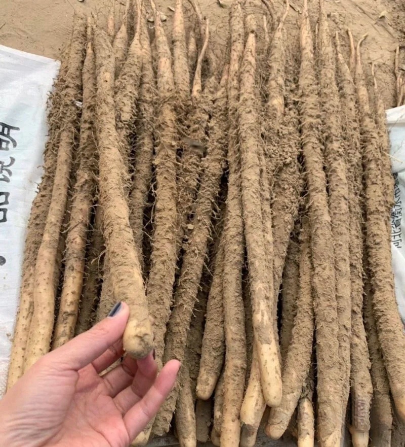 麻山药河北山药大量现货上市中现挖现发全国发货