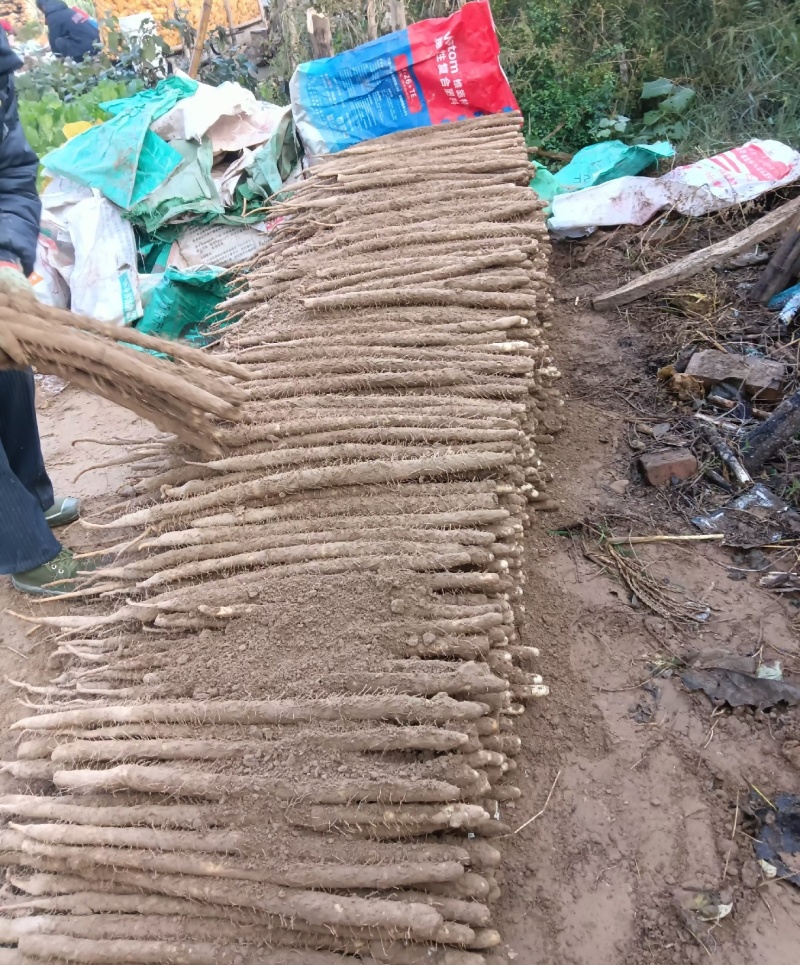 麻山药河北山药大量现货上市中现挖现发全国发货