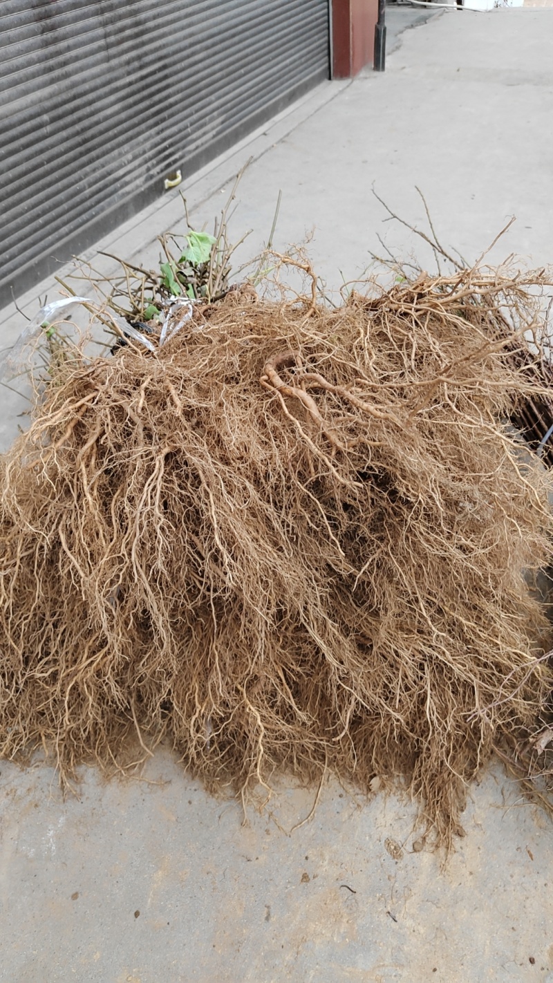 实生猕猴桃苗枮木，现挖现发，规格齐全