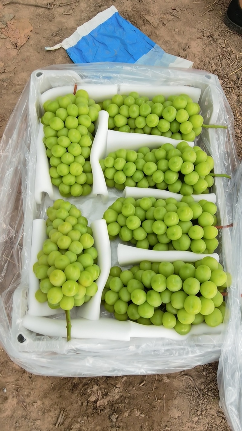 【实力推荐】阳光玫瑰葡萄，大量鲜果开采接外贸，各大商超！