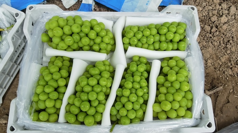 【实力推荐】阳光玫瑰葡萄，大量鲜果开采接外贸，各大商超！