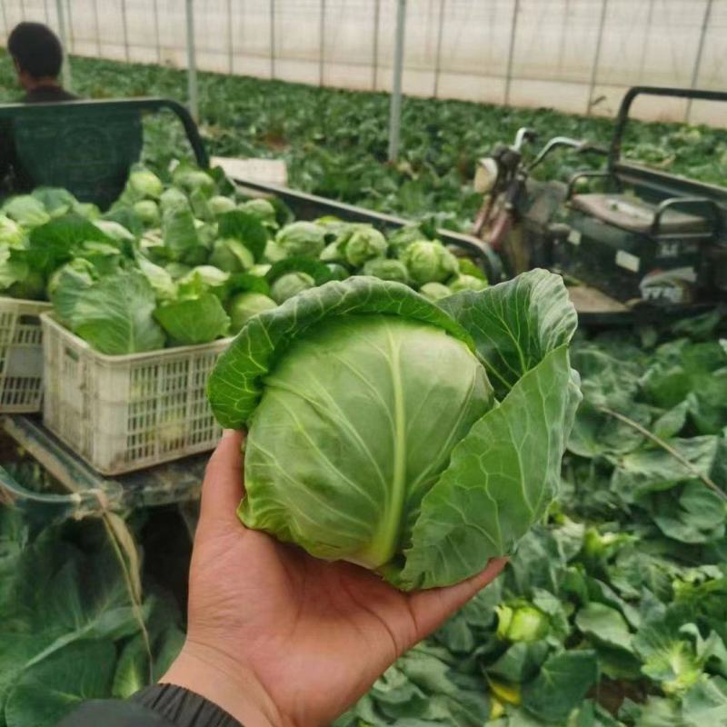 精品圆包菜优质甘蓝产地一手货源量大优惠品质保障