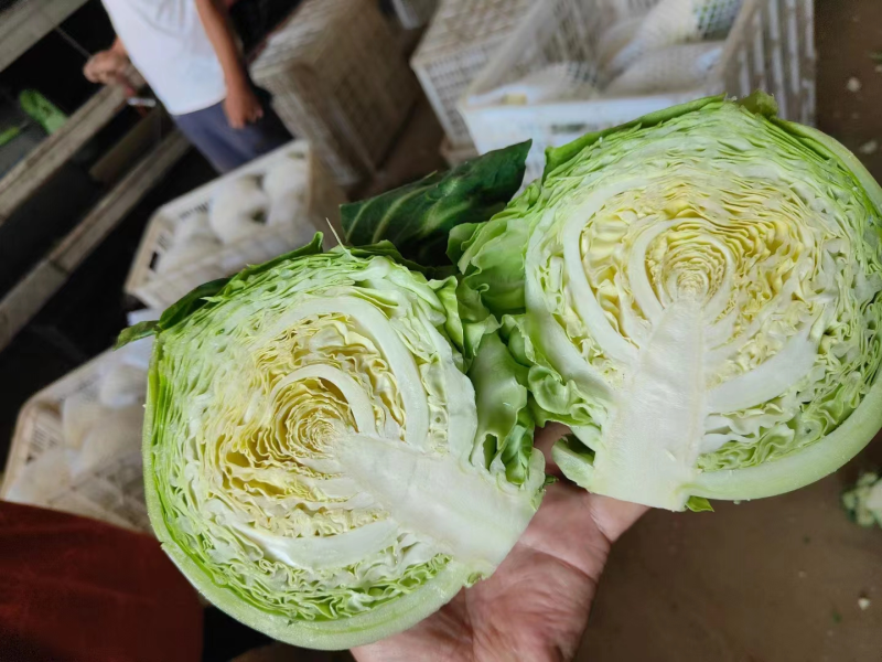 精品圆包菜优质甘蓝产地一手货源量大优惠品质保障