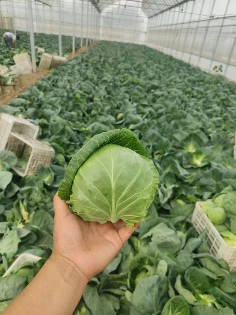 精品圆包菜优质甘蓝产地一手货源量大优惠品质保障