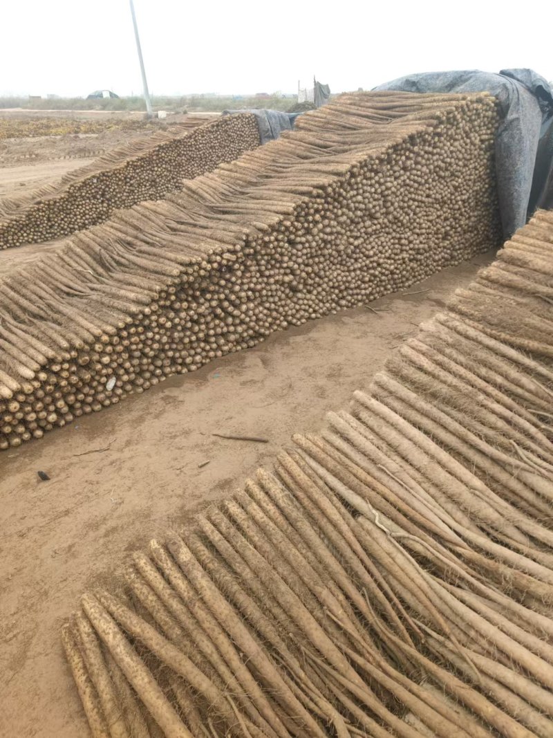 双棒山药大量现货，支持各种规格，走电商商超团购，口感很好