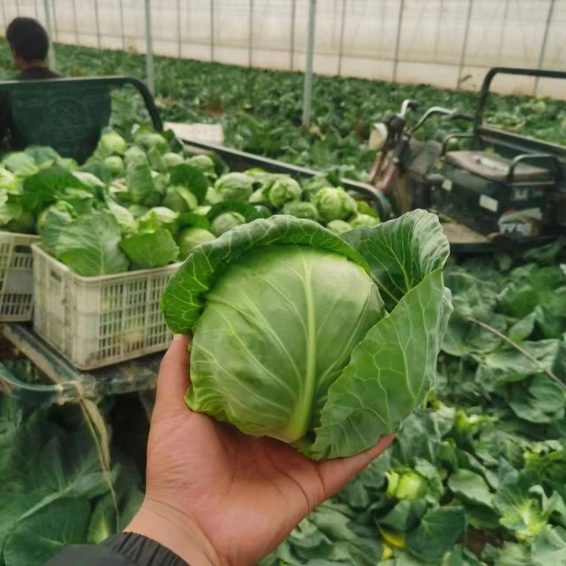 精品圆包菜优质甘蓝产地一手货源量大优惠品质保障