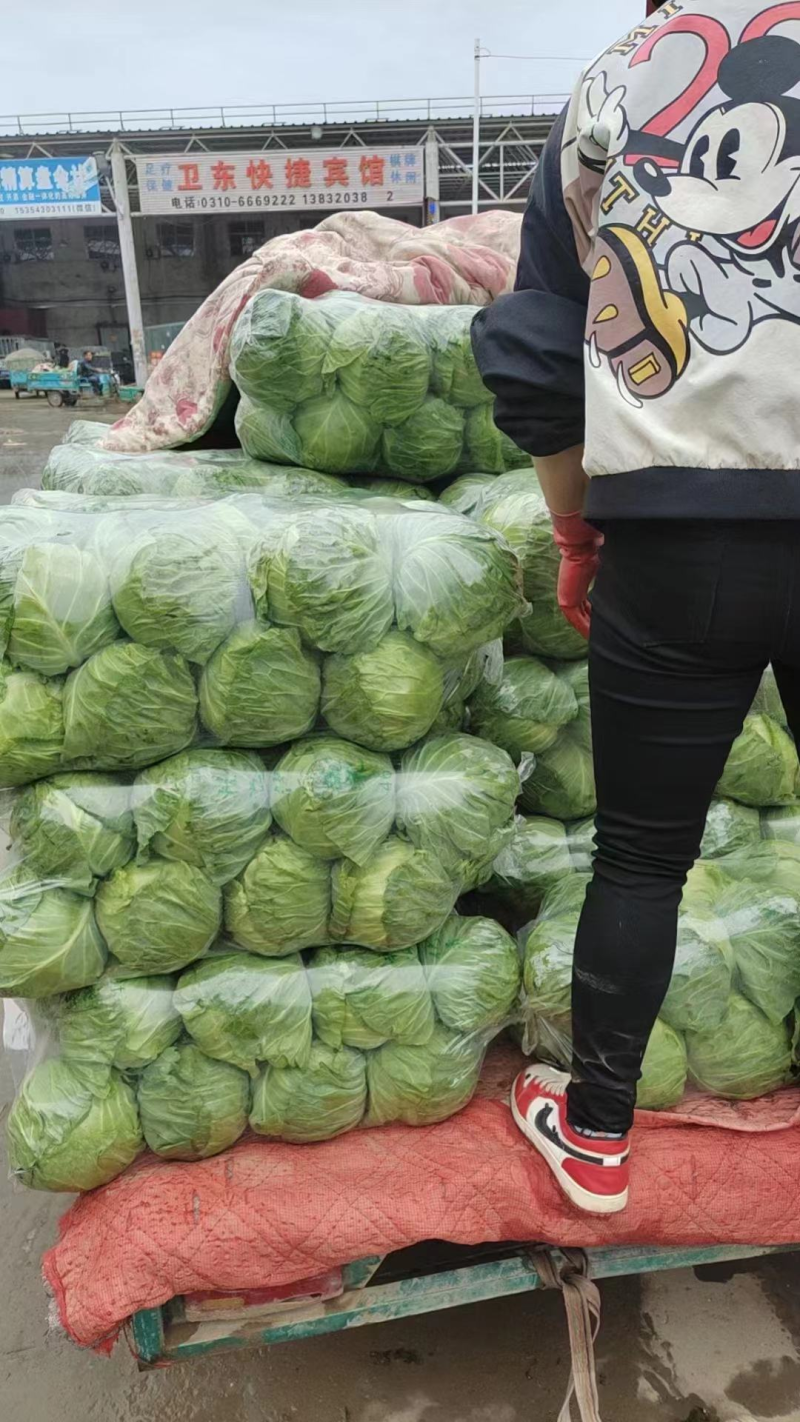 精品圆包菜优质甘蓝产地一手货源量大优惠品质保障