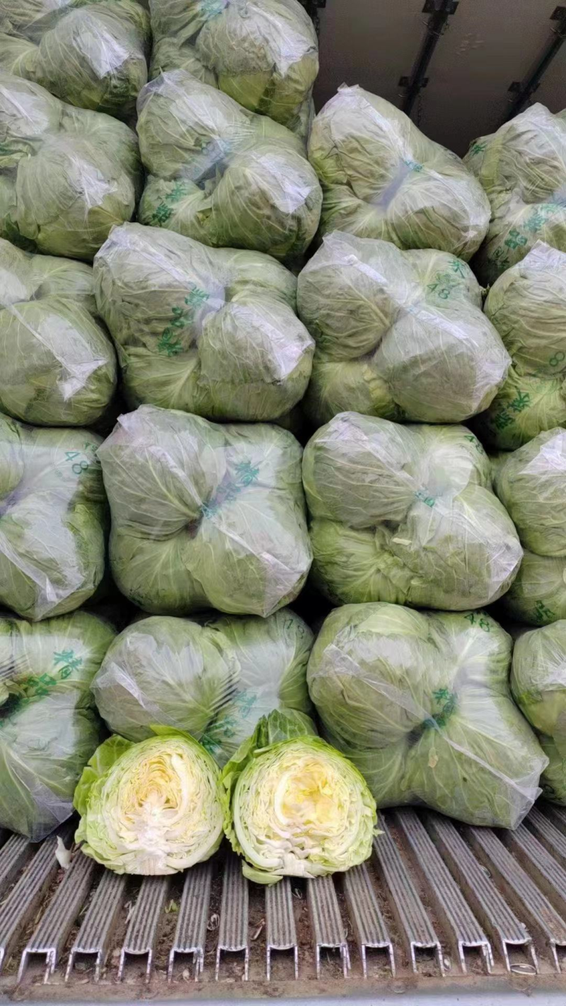 精品圆包菜优质甘蓝产地一手货源量大优惠品质保障