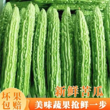 【热卖】广东苦瓜/湛江油绿苦瓜/产地货源/全国发货供应