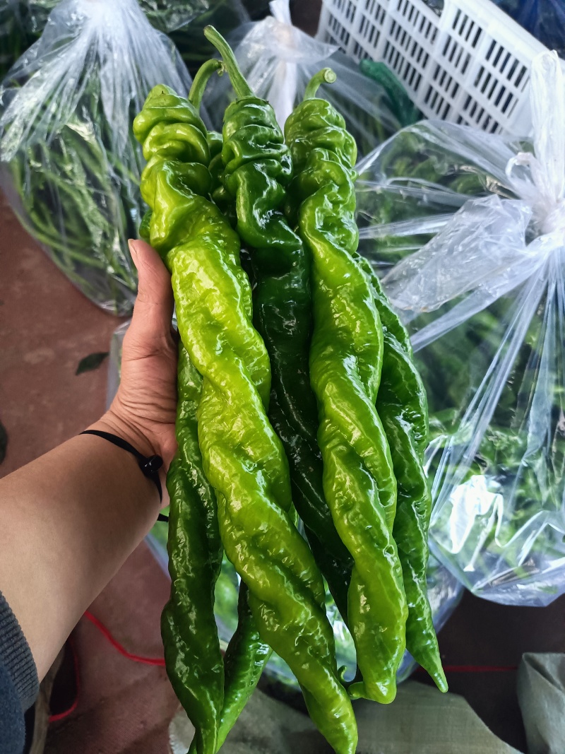 山东寿光尖椒鲜辣椒大量现货供应，规格齐全代发全国