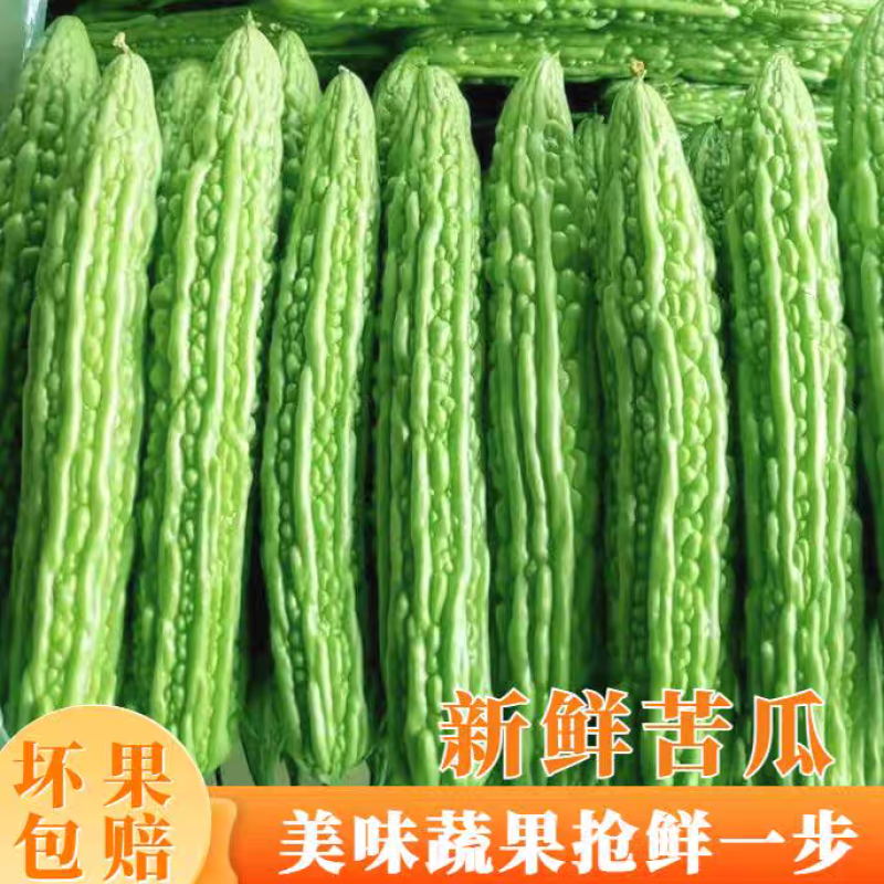 【热卖】广东苦瓜/湛江油绿苦瓜/产地货源/全国发货供应
