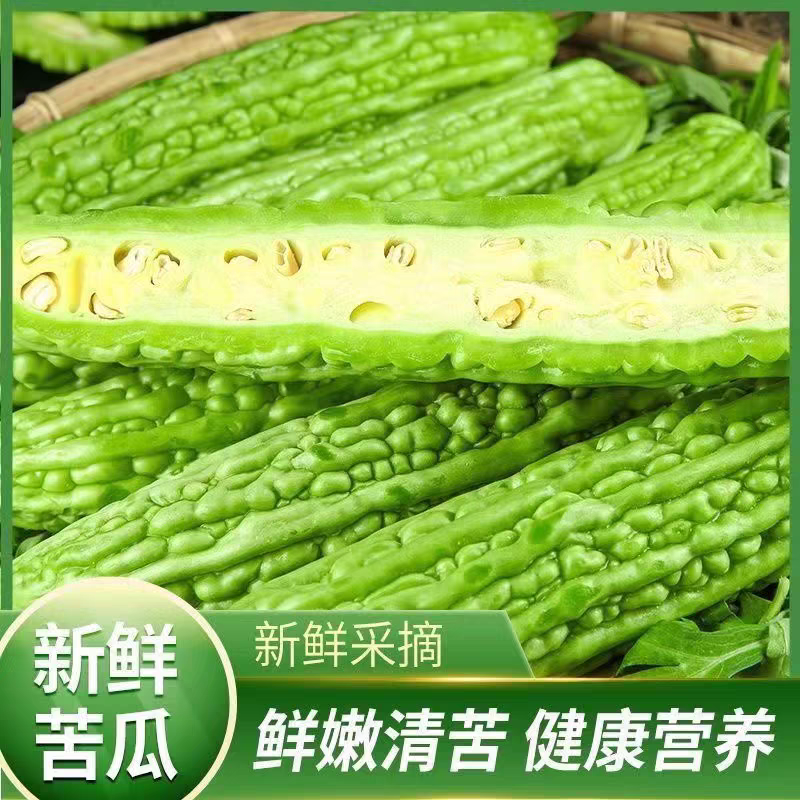 【热卖】广东苦瓜/湛江油绿苦瓜/产地货源/全国发货供应