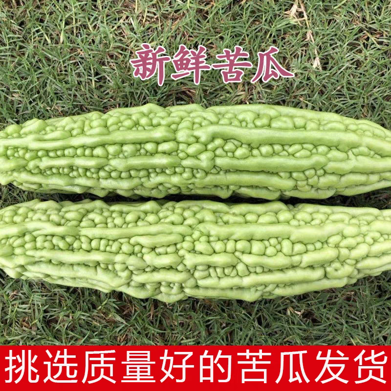 【热卖】广东苦瓜/湛江油绿苦瓜/产地货源/全国发货供应