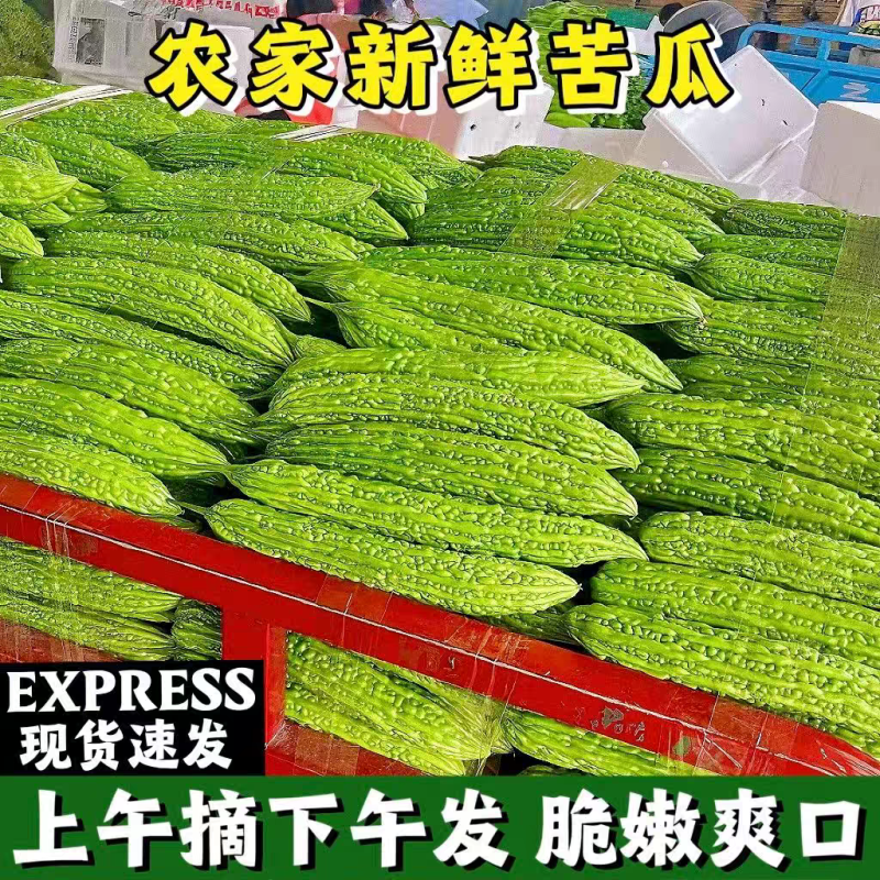 【热卖】广东苦瓜/湛江油绿苦瓜/产地货源/全国发货供应