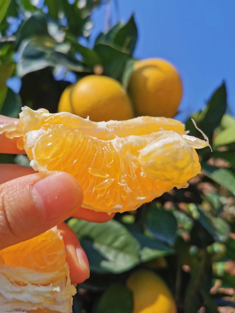 江西赣南脐橙精品货基地直采直发，顺丰日发万单对接一件代发