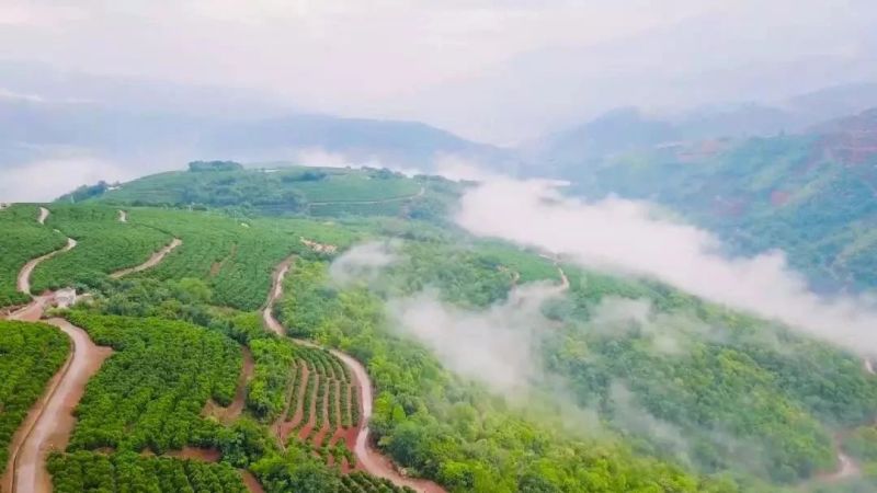 江西赣南脐橙精品货基地直采直发，顺丰日发万单对接一件代发