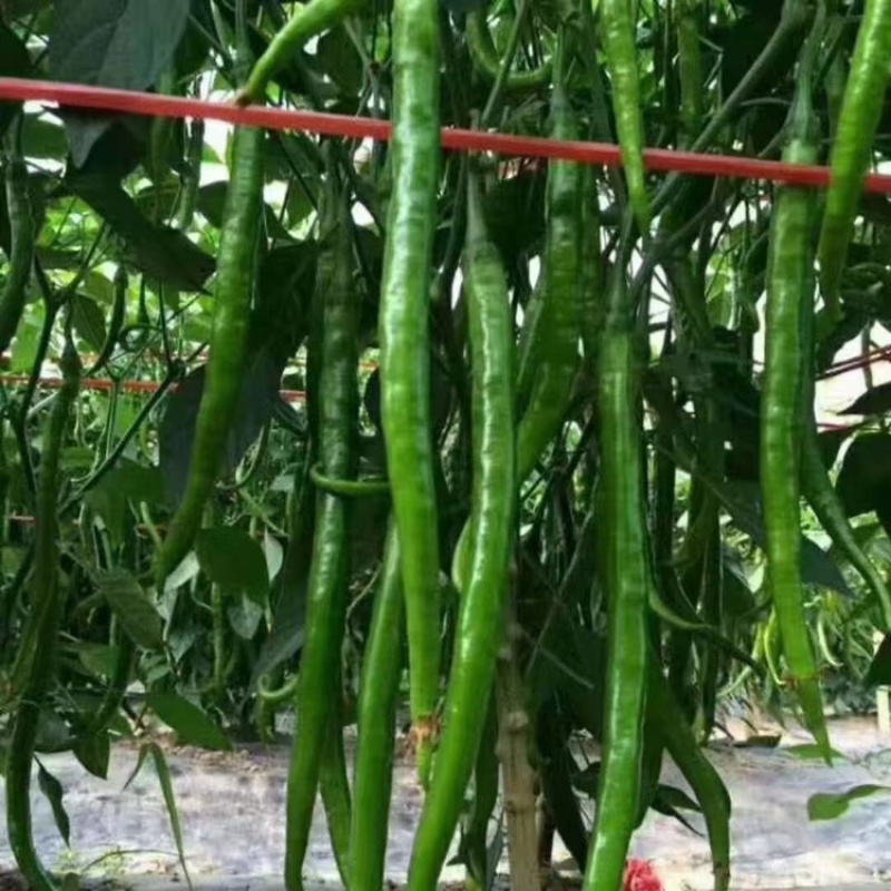 精品线椒，货源充足，产地直发，诚信经营，欢迎来电咨询