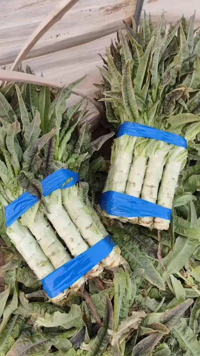 【推荐】尖叶莴笋产地直发，万亩基地量大从优，欢迎大家采购