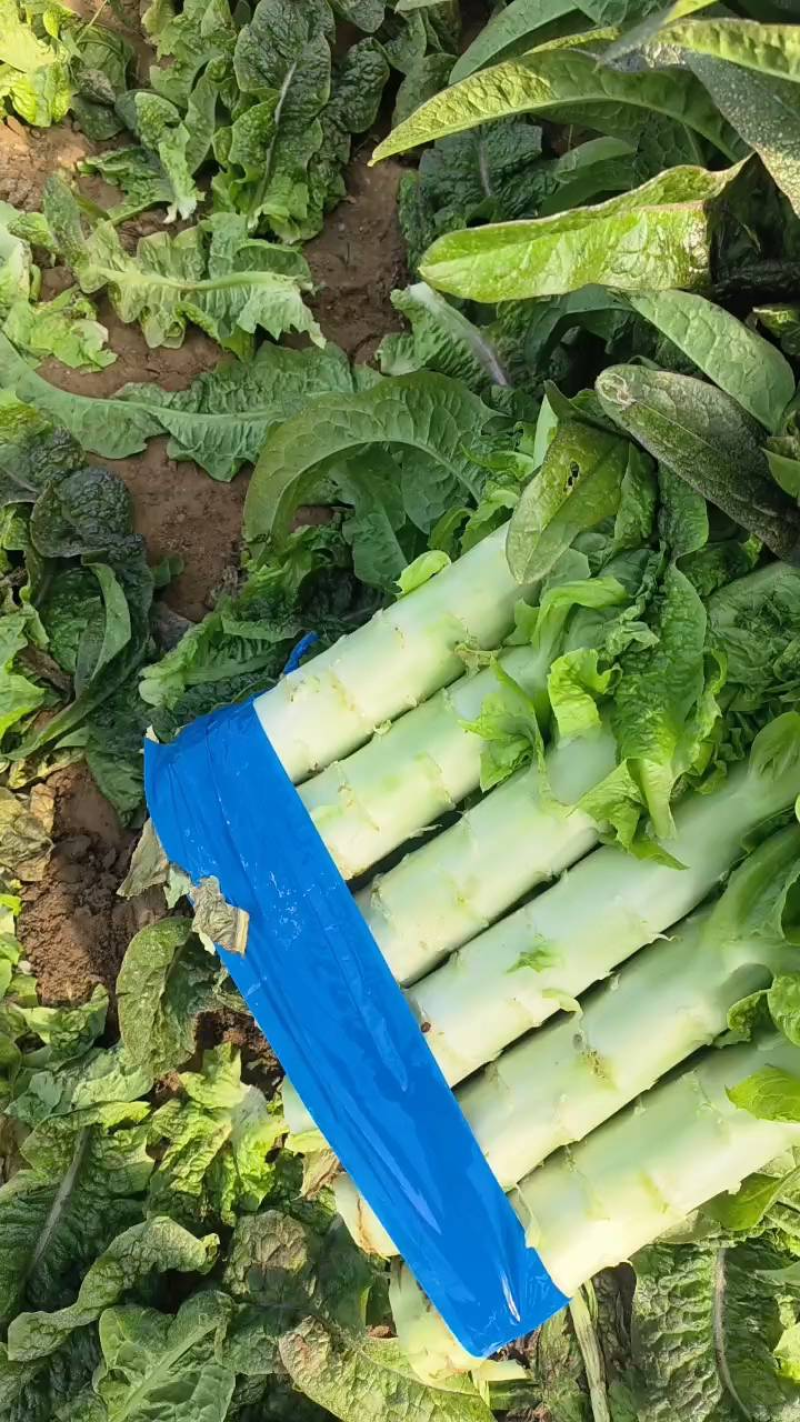 【推荐】尖叶莴笋产地直发，万亩基地量大从优，欢迎大家采购
