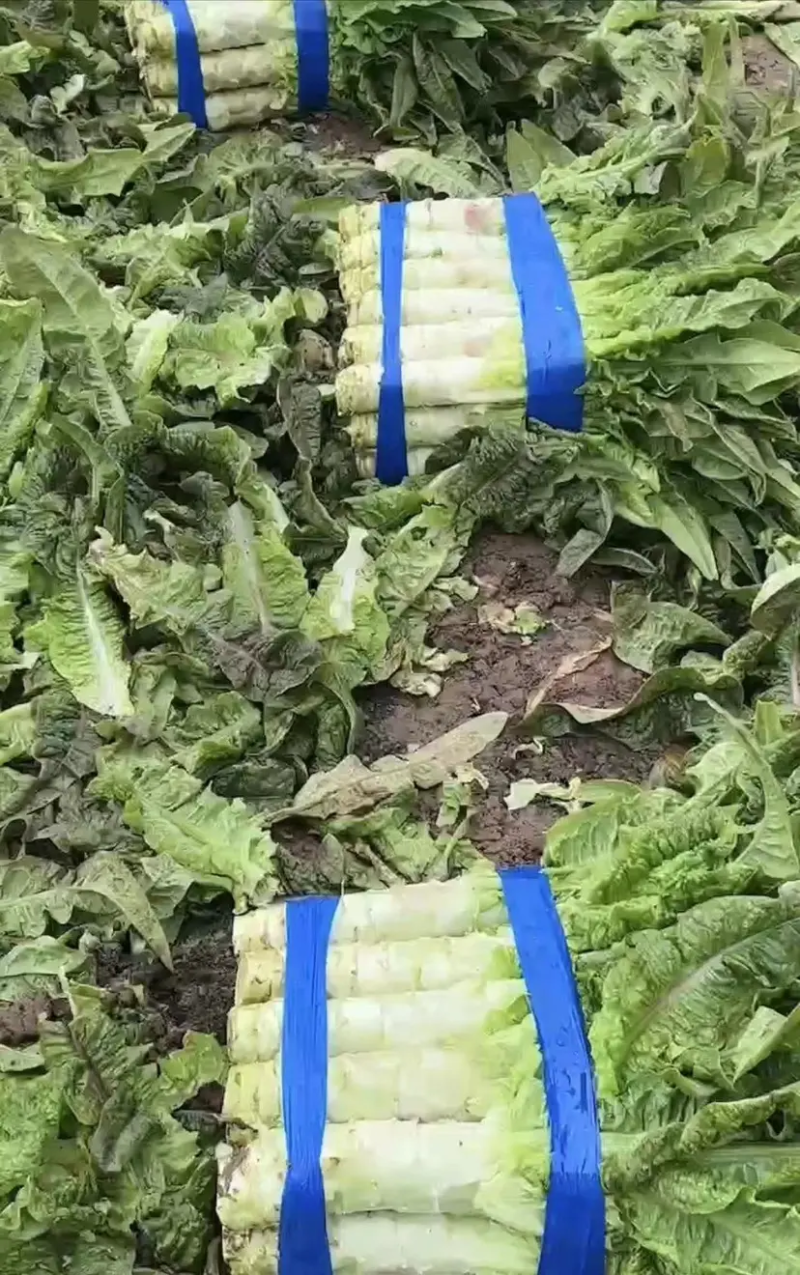 【推荐】尖叶莴笋产地直发，万亩基地量大从优，欢迎大家采购