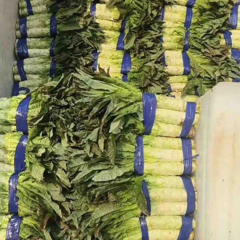 【推荐】尖叶莴笋产地直发，万亩基地量大从优，欢迎大家采购