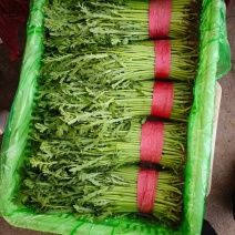 精品茼蒿大量现货货源充足品质保障量大优惠对接全国