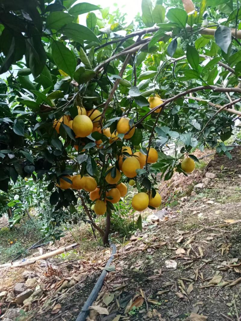 预售雷波脐橙，特定环境天然生长每颗果实4到8两口感独特