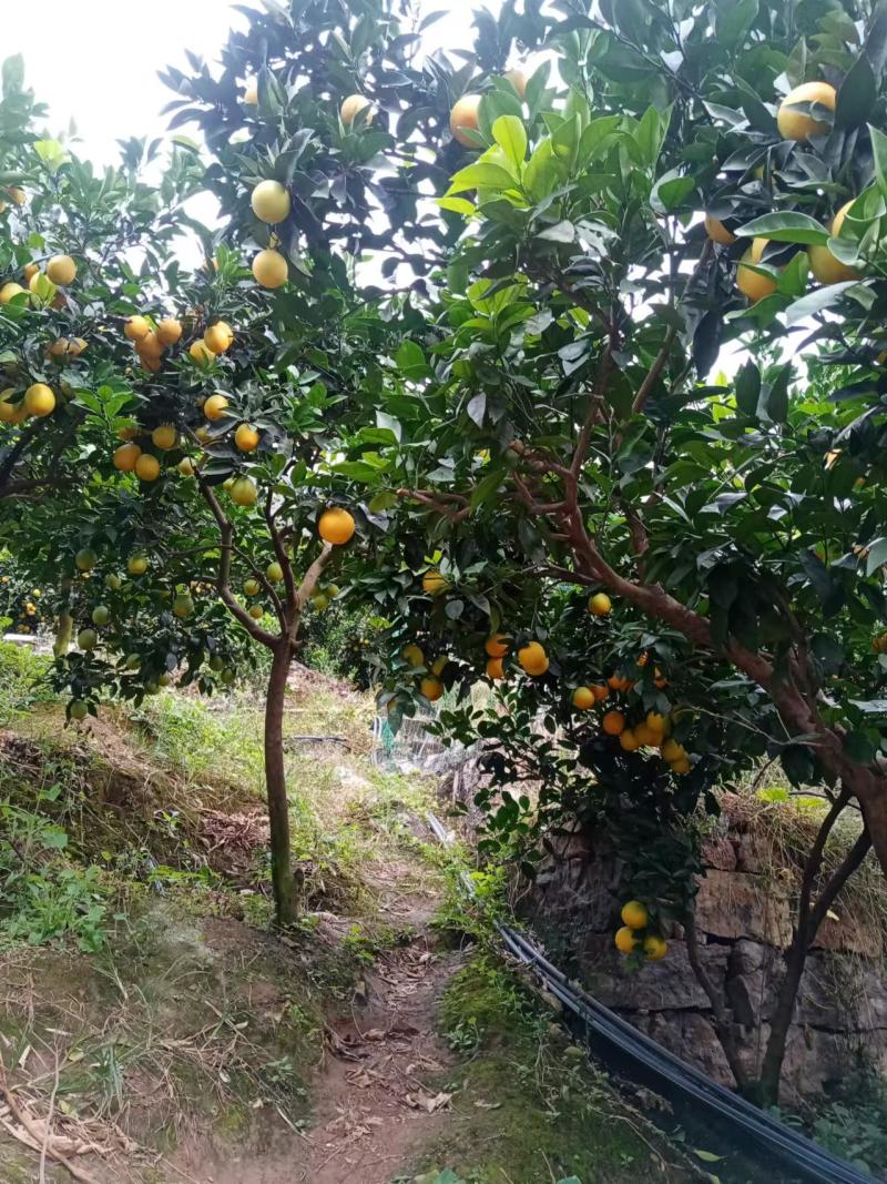纯生态产品，天然口感正宗山区雷波脐橙，口感独特，香气迷人