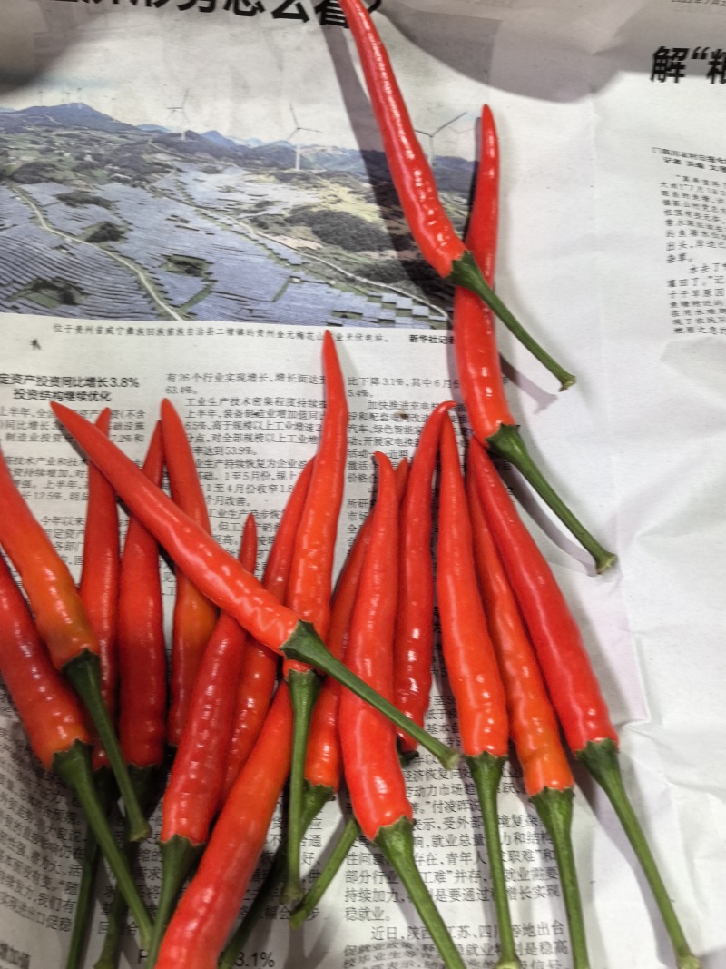 艳红辣椒