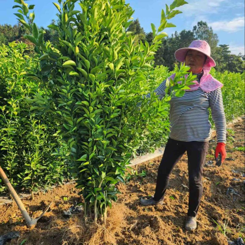 出售商州枳壳苗，量大从优