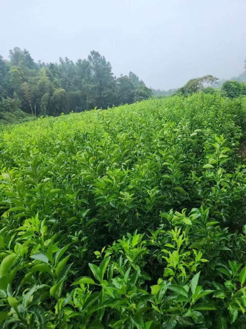 出售商州枳壳苗，量大从优