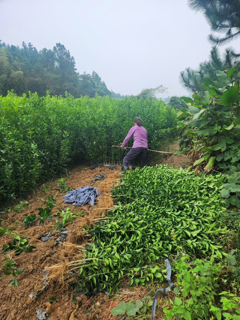 出售商州枳壳苗，量大从优