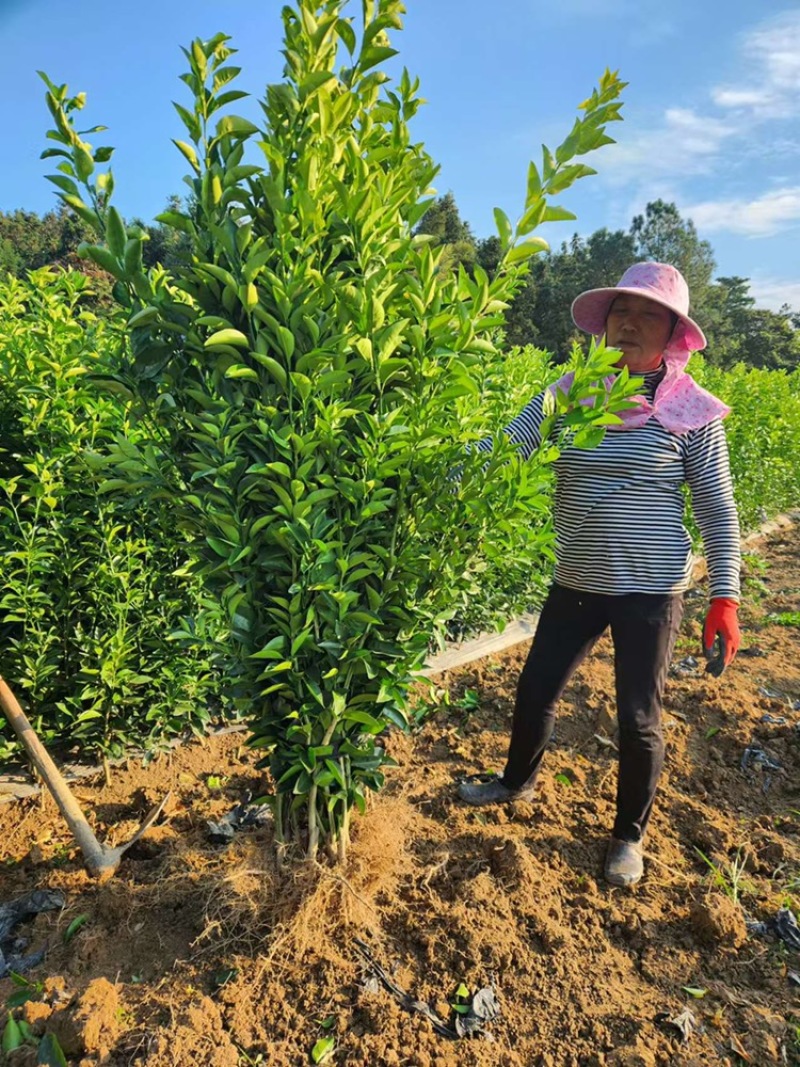 出售商州枳壳苗，量大从优