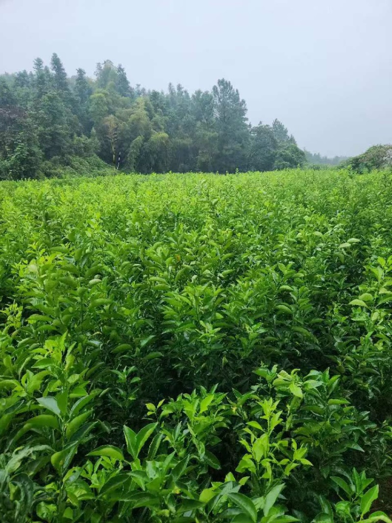 出售商州枳壳苗，量大从优