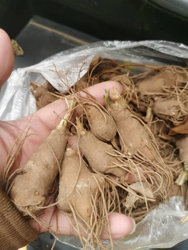 白术种苗白术芽子成活率高量大从优产量高欢迎联系
