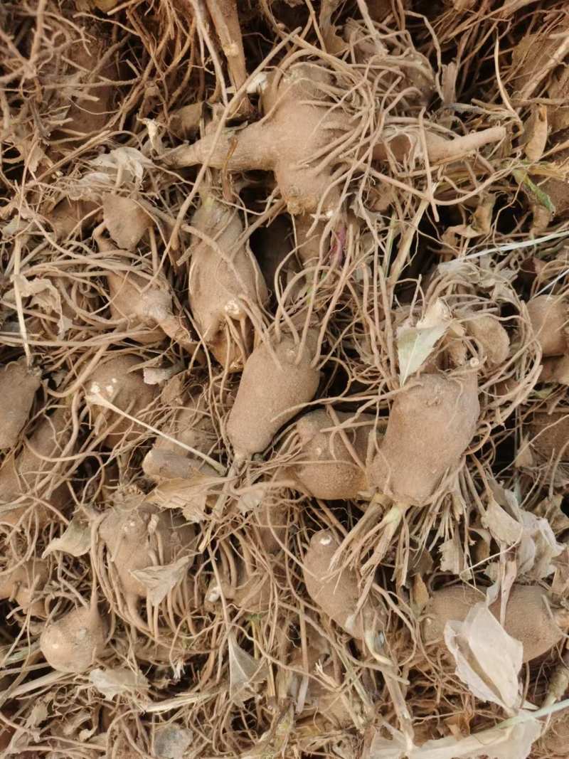白术种苗白术芽子成活率高量大从优产量高欢迎联系