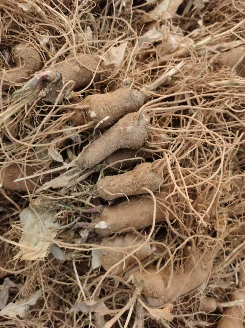 白术种苗白术芽子成活率高量大从优产量高欢迎联系