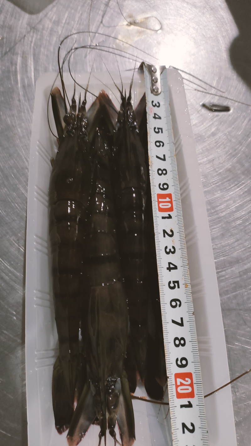 东山岛大草虾，黑虎虾，活体速冻，小件试样6盒=6袋1件