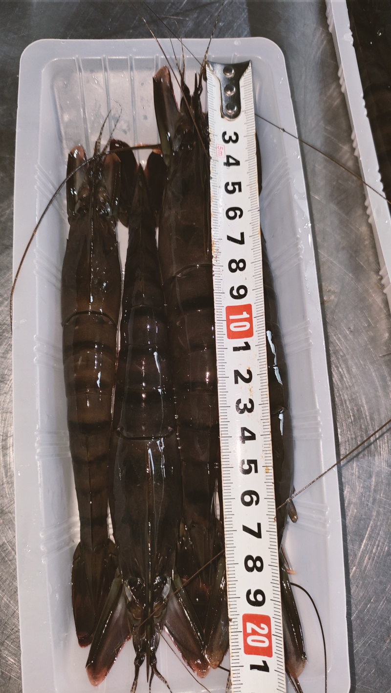 东山岛大草虾，黑虎虾，活体速冻，小件试样6盒=6袋1件