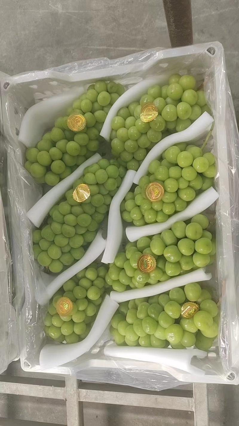 奔驰标阳光
