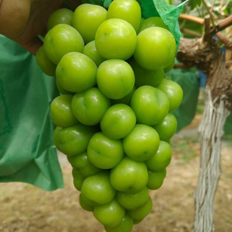 奔驰标阳光