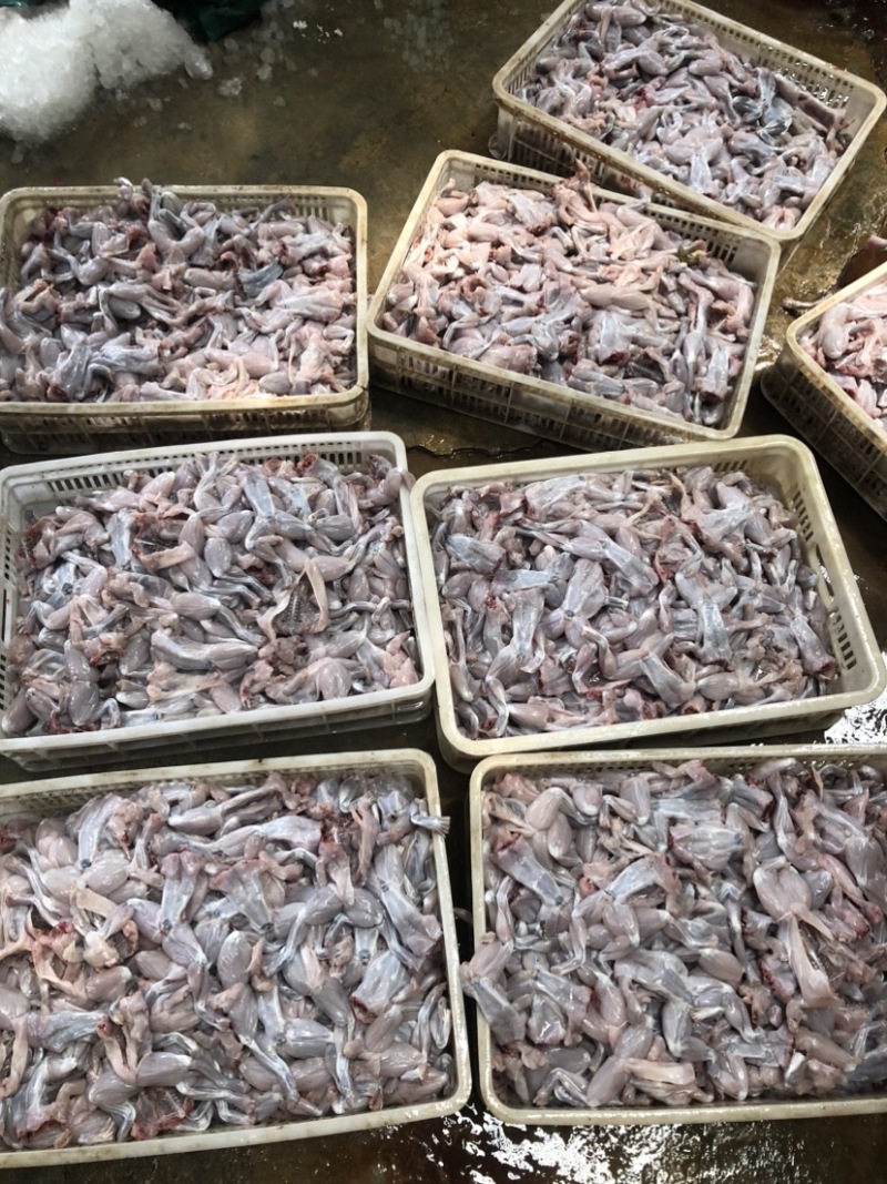 牛蛙，冰鲜牛蛙肉去皮去头去内脏干锅牛蛙烧烤牛蛙牛蛙火锅