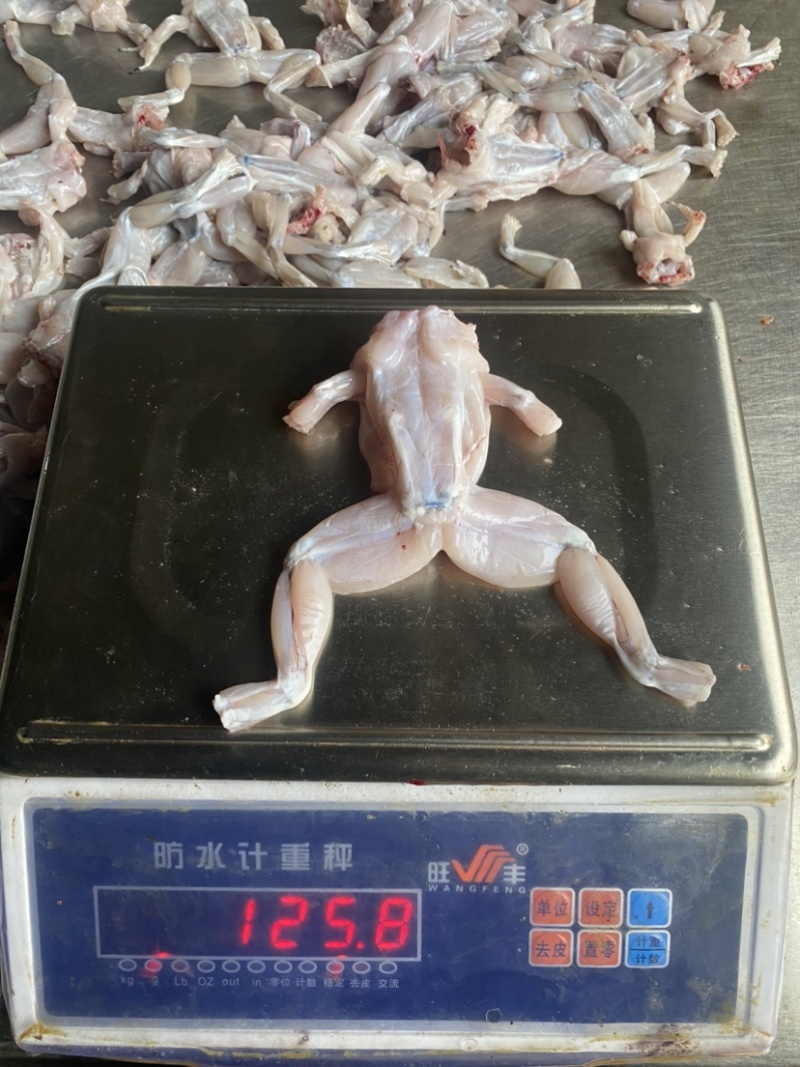 牛蛙，冰鲜牛蛙肉去皮去头去内脏干锅牛蛙烧烤牛蛙牛蛙火锅