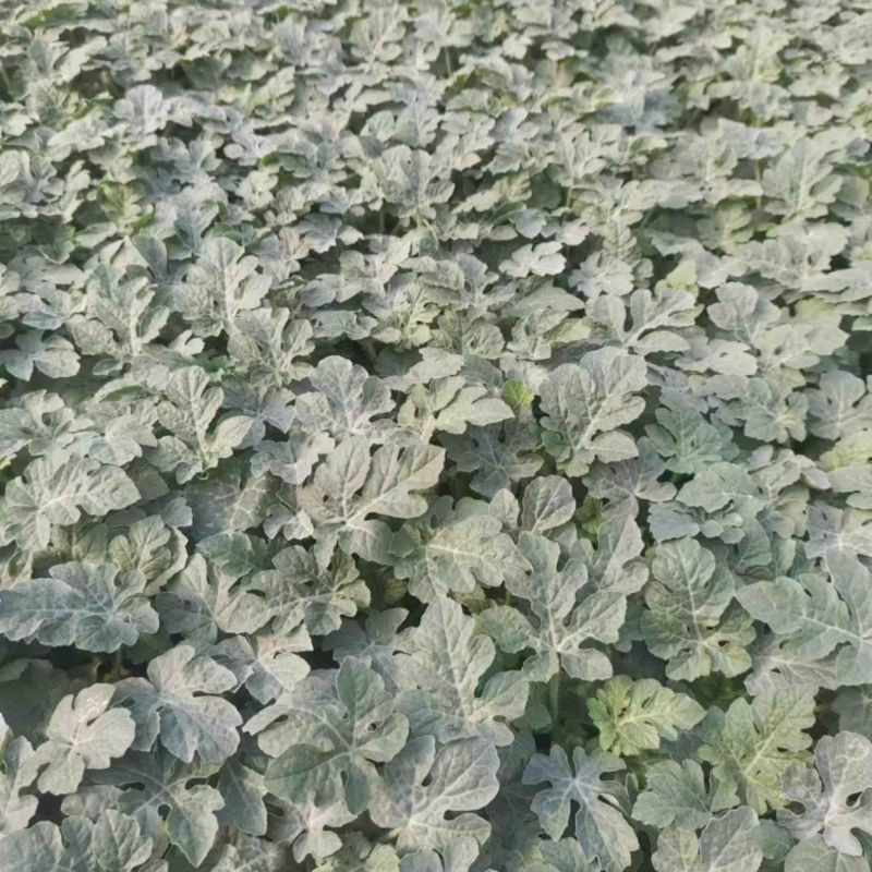 【推荐】西瓜苗8424西瓜苗美都西瓜苗甜王西瓜苗量大价优